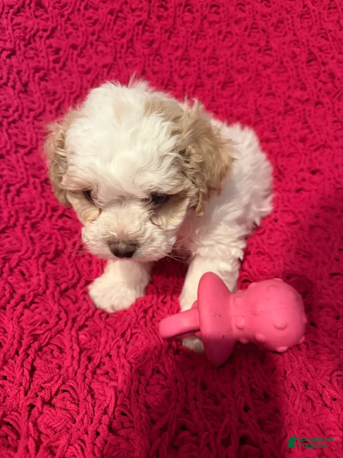 Mixed Breed dogs Honey - Ad 2