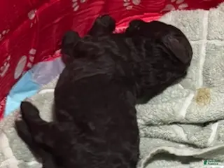 Standard Poodle dogs BLACK STANDARD POODLE - OLIVER - Ad 22