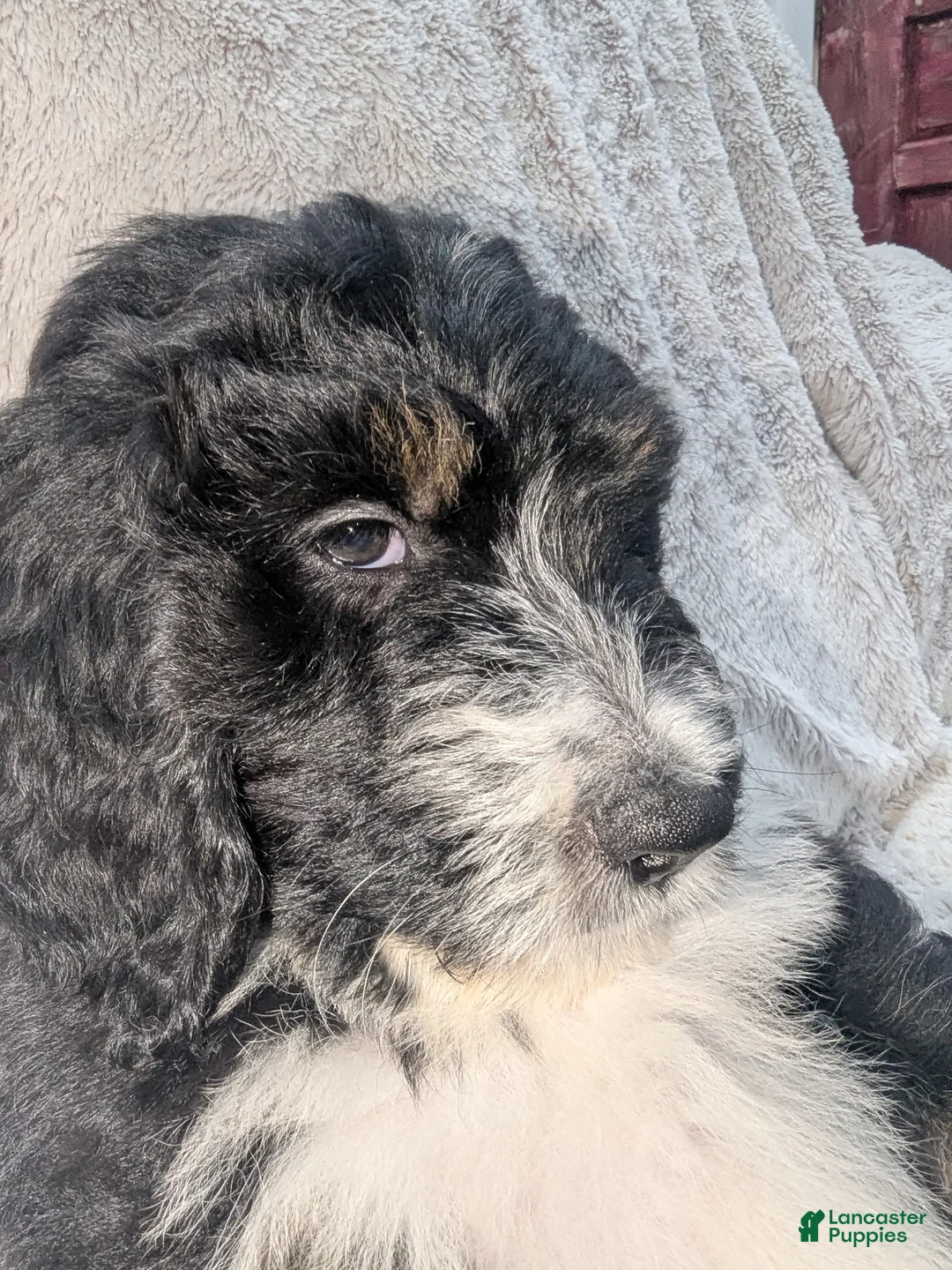 Mixed Breed dogs for sale: Lina - Ad 1