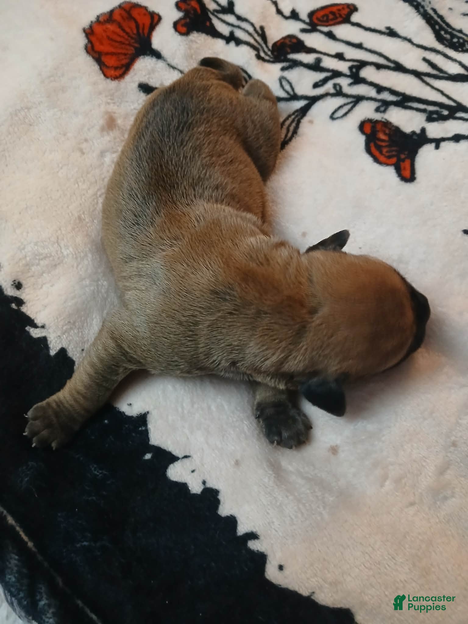 Presa Canario dogs Presa Canario Puppy 3 - Ad 3