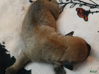 Presa Canario dogs Presa Canario Puppy 3 - Ad 3