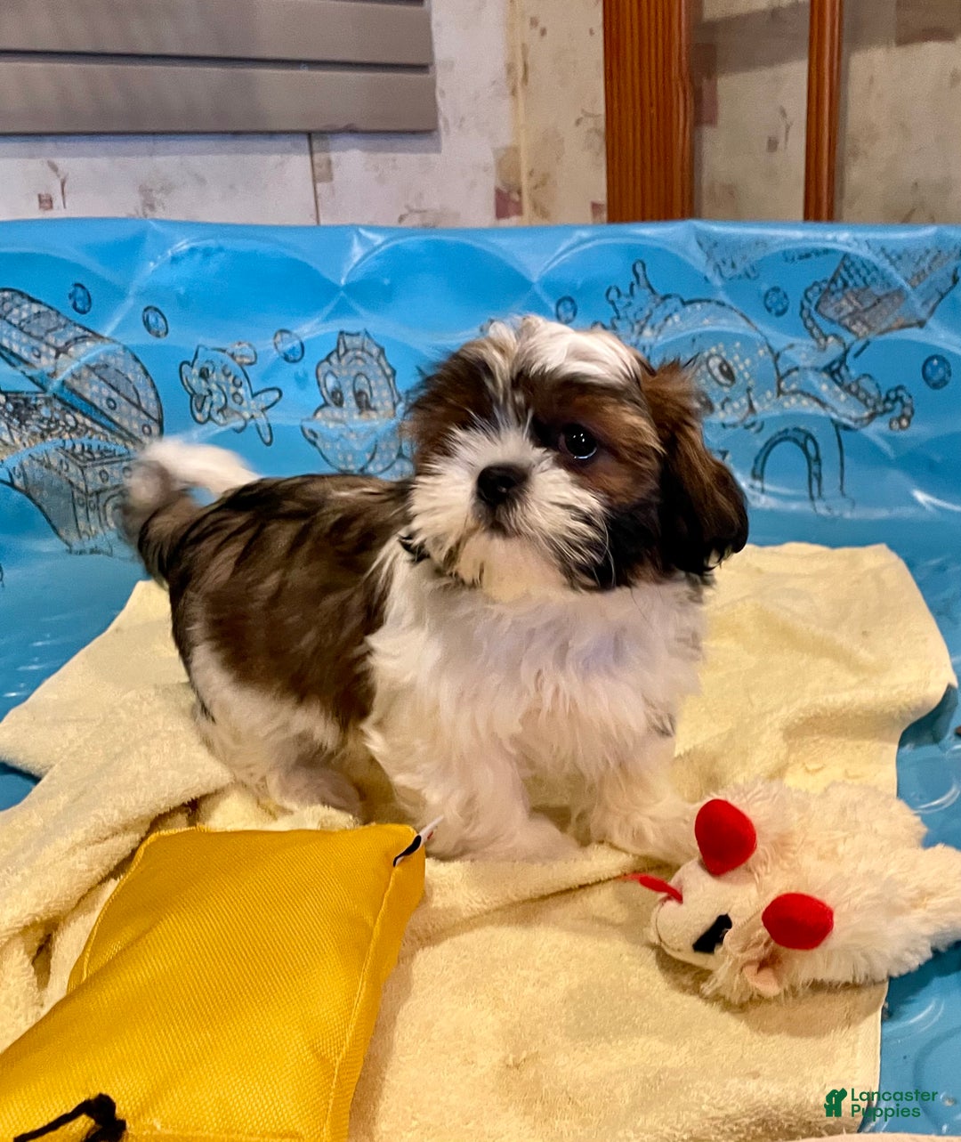Shih Tzu dogs for sale: Merv - Ad 6