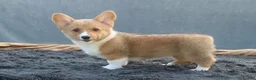 Welsh Corgi Pembroke dogs for sale: Tempest - Ad 6