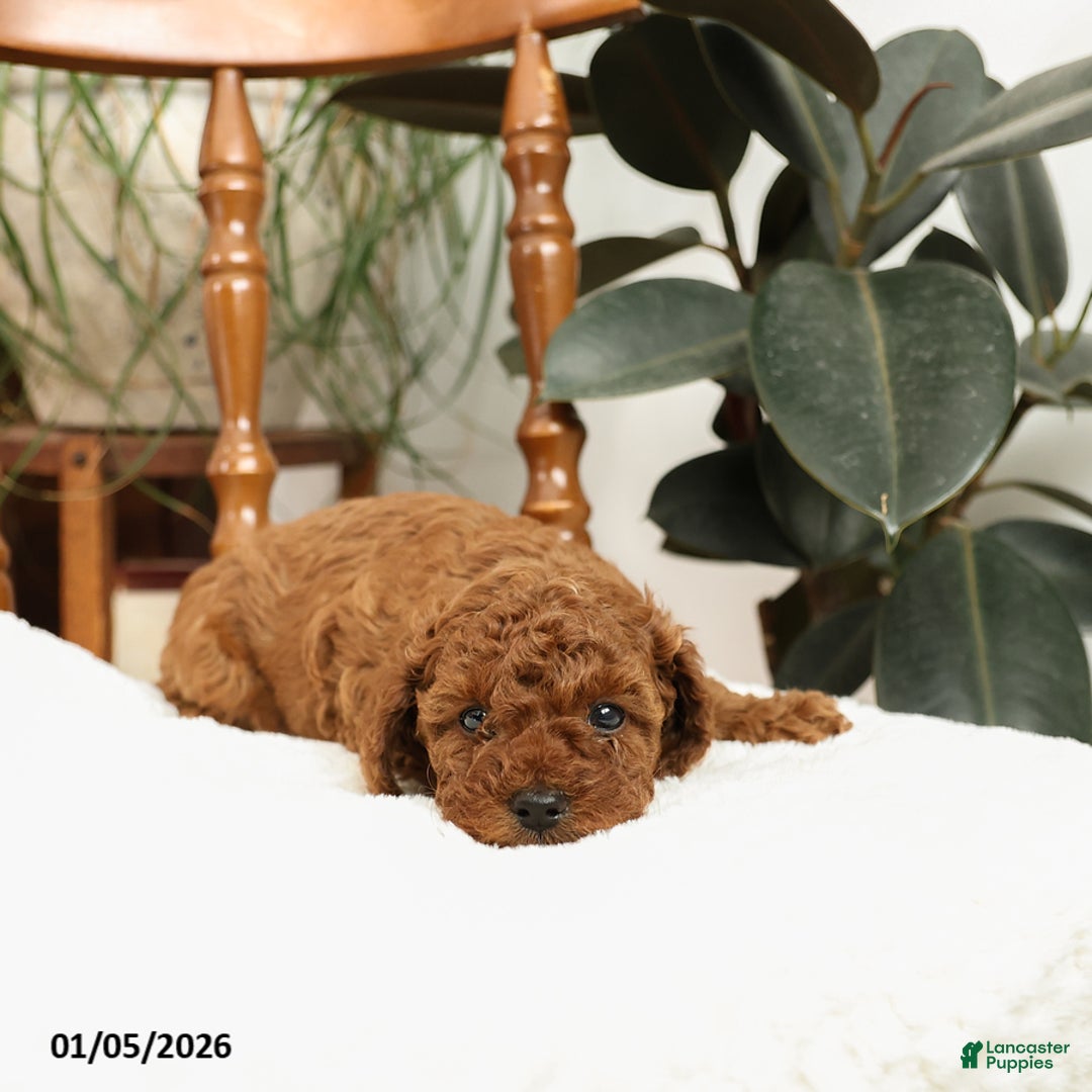 Mini Goldendoodle dogs for sale: Allie - Ad 3