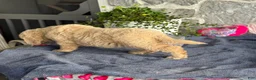 Goldendoodle dogs for sale: Nash - Ad 7