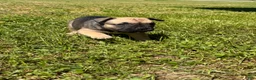 Mixed Breed dogs for sale: Zara - Ad 3