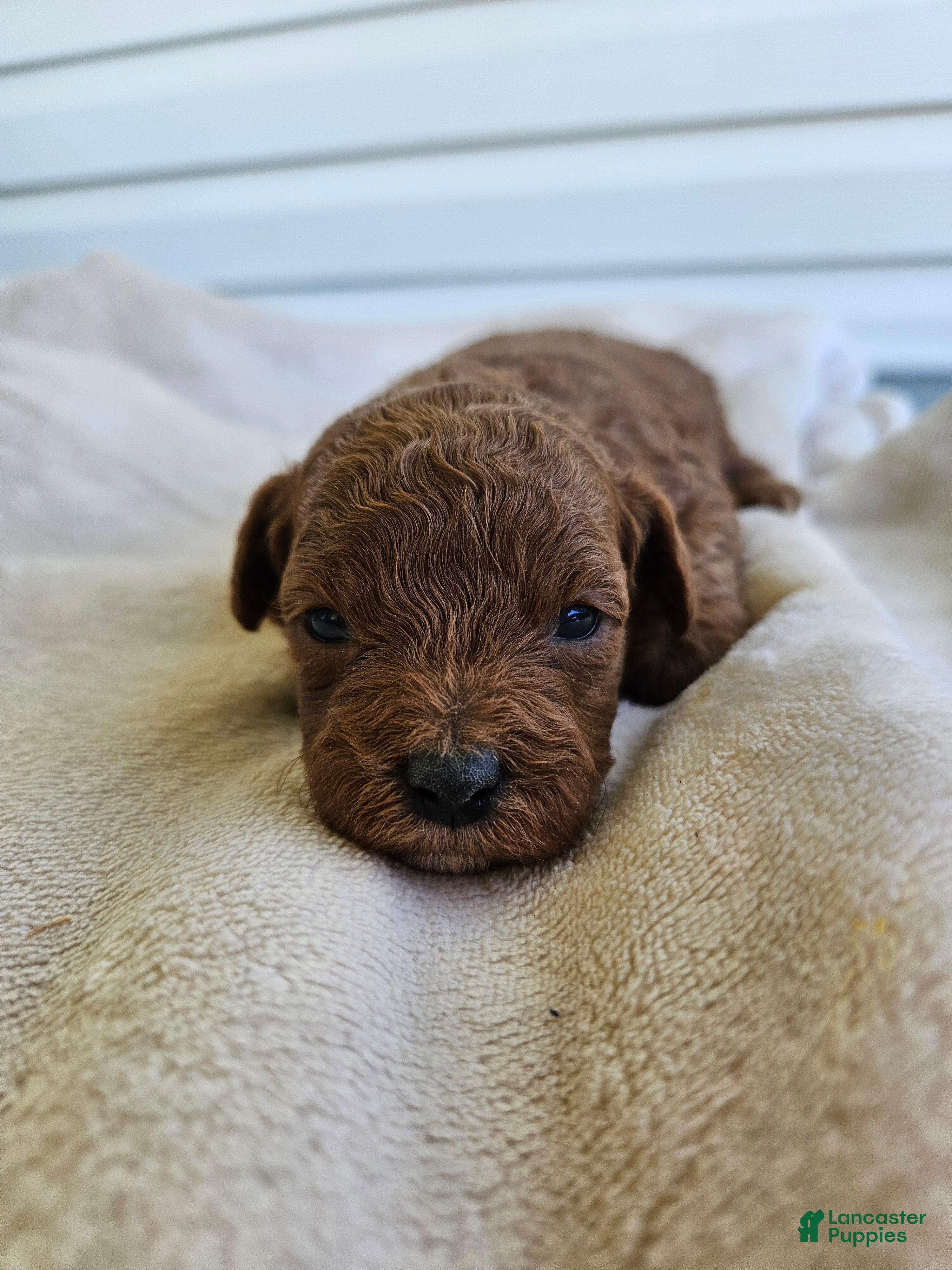 Cavapoo dogs Sarge - Ad 39