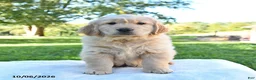 Golden Retriever dogs for sale: Ricky  - Ad 3