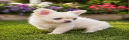 French Bulldog dogs for sale: Sally - Ad 4