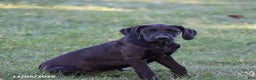 Mixed Breed dogs for sale: Black Beauty - Ad 1