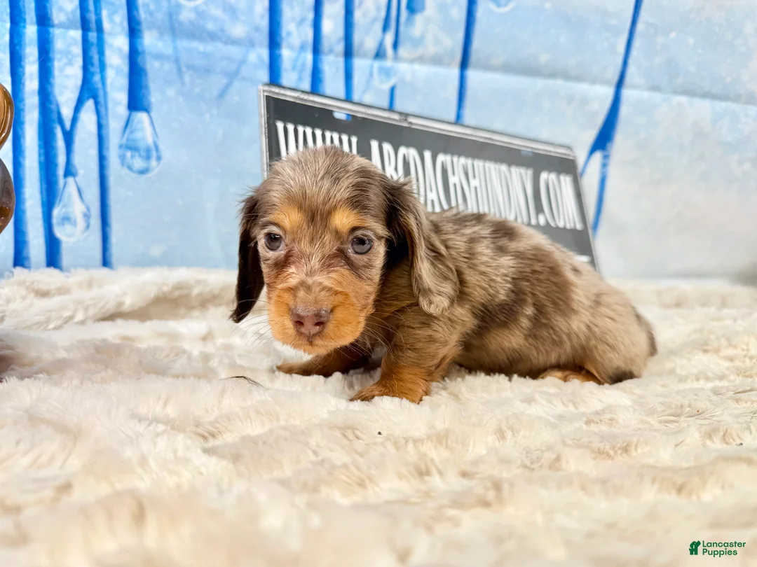 Dachshund dogs for sale: Uno chocolate dapple long coat - Ad 5