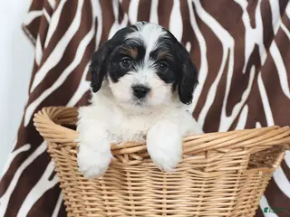 Cavapoo dogs Sparky - Ad 34