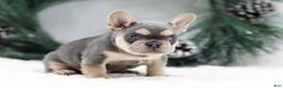 French Bulldog dogs for sale: Kasper - Ad 2