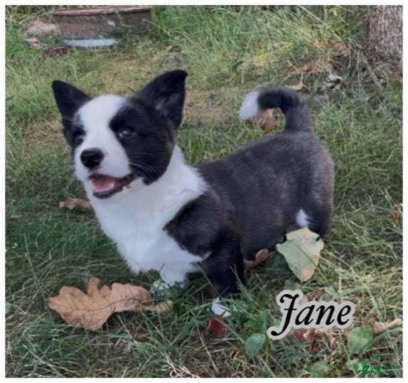 Welsh Corgi Cardigan dogs AKC Jane - Ad 1