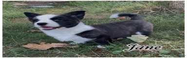 AKC Jane