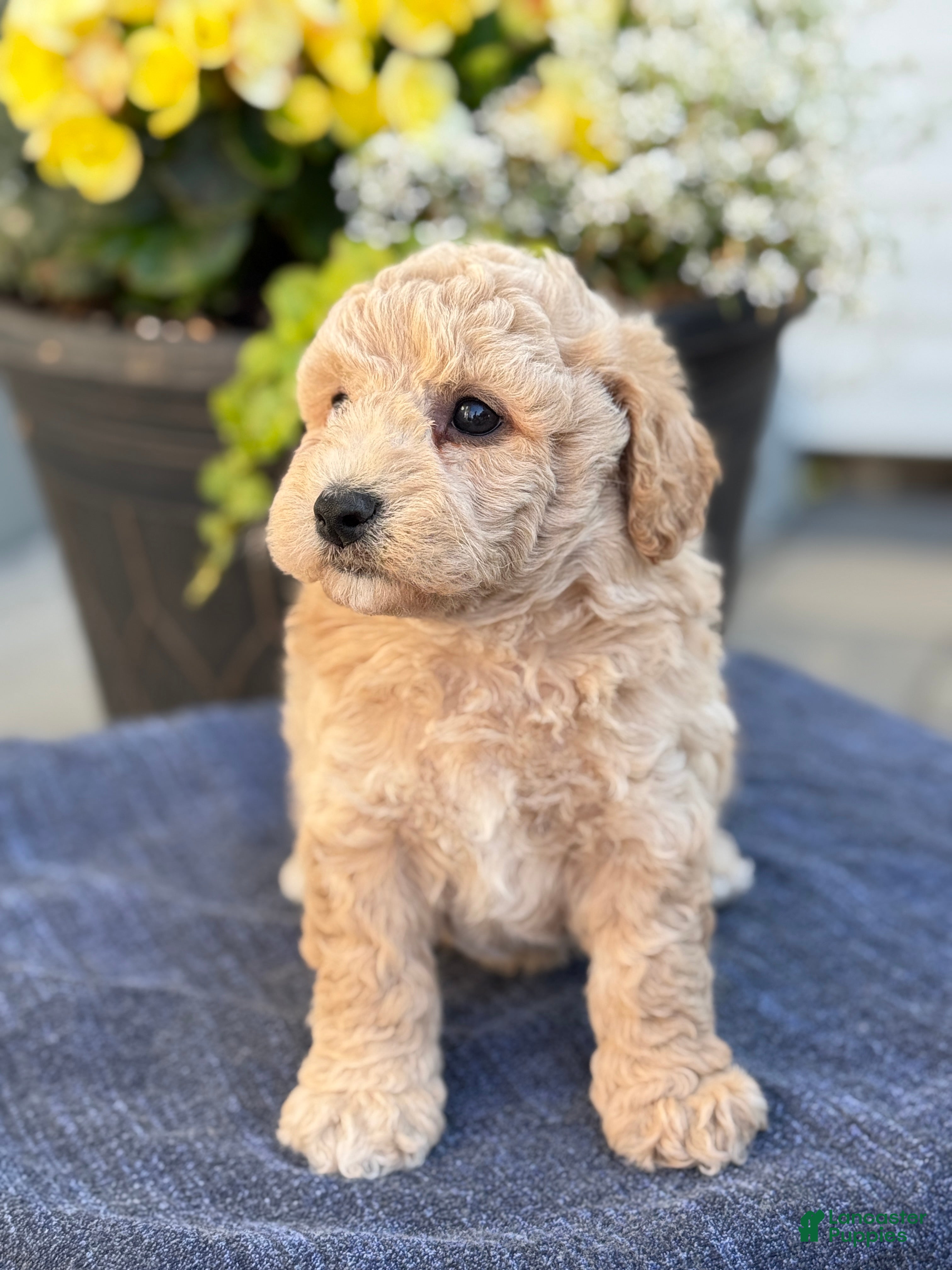 Bichpoo dogs for sale: Ford - Ad 7