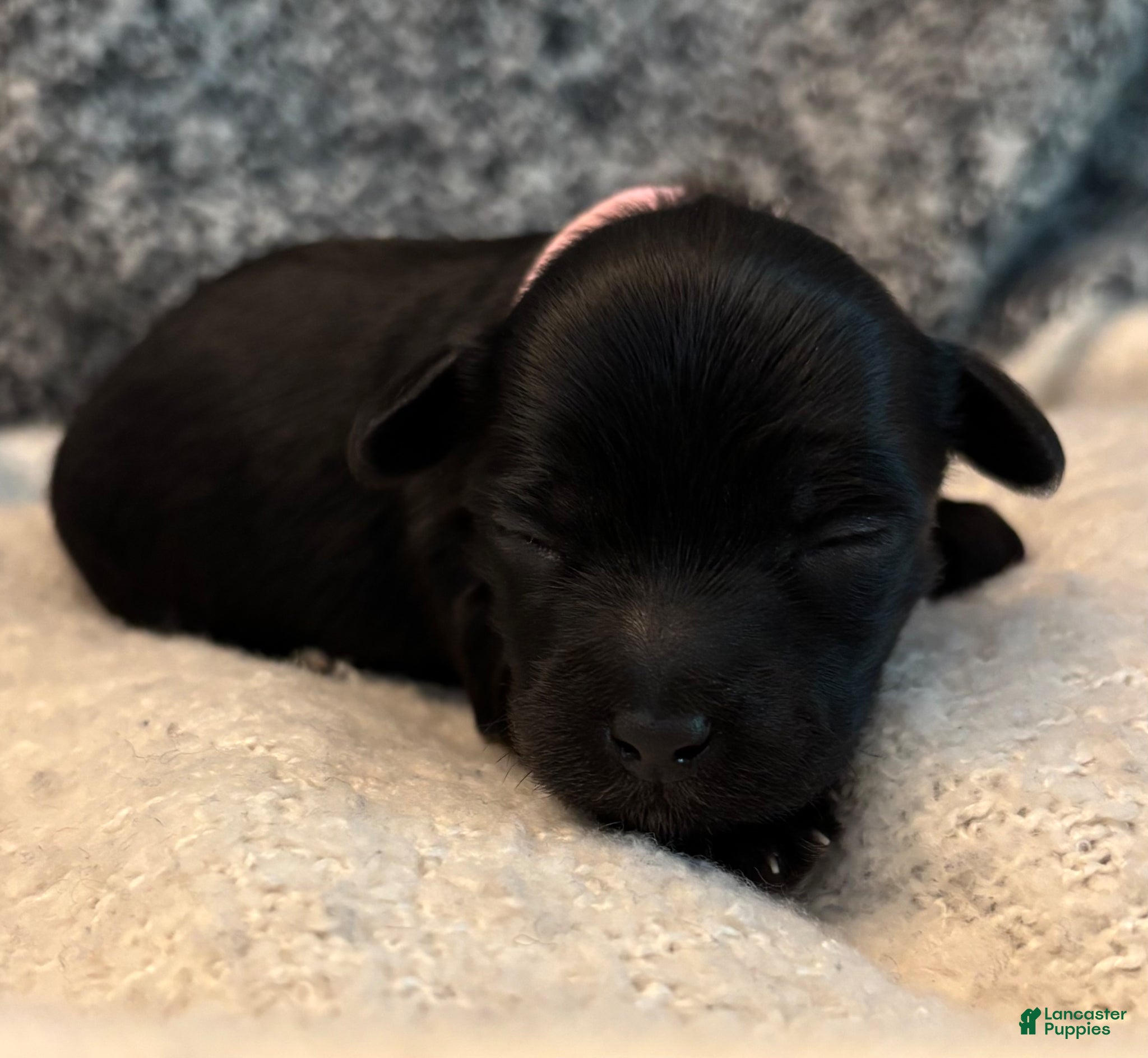 Yorkiepoo dogs Stella - Ad 1