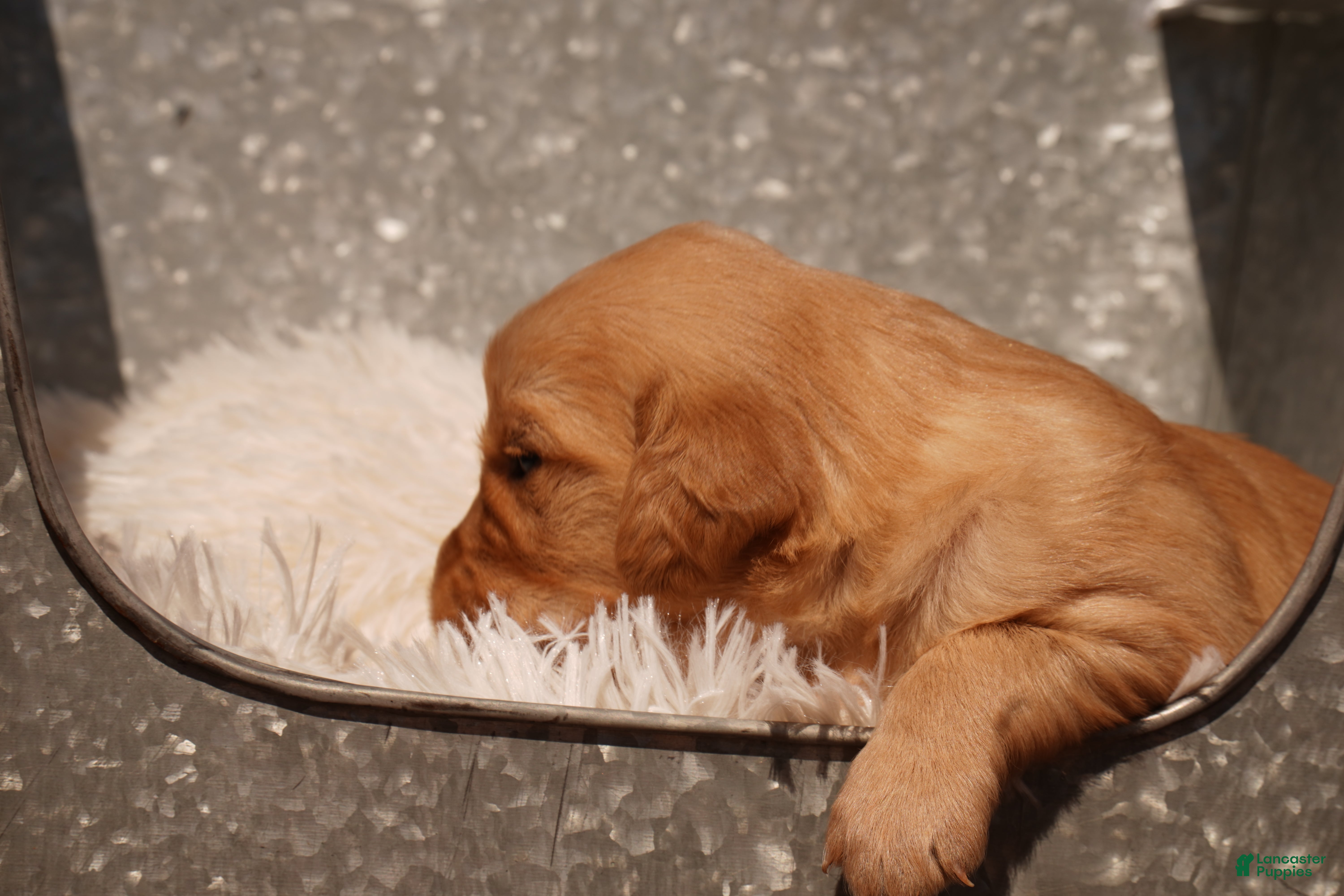 Golden Retriever dogs Indi - AKC, Genetically Clear - Ad 2