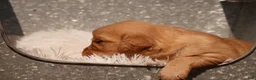 Golden Retriever dogs for sale: Indi - AKC, Genetically Clear - Ad 2