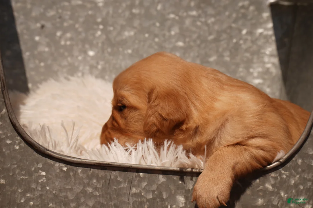 Golden Retriever dogs for sale: Indi - AKC, Genetically Clear - Ad 2