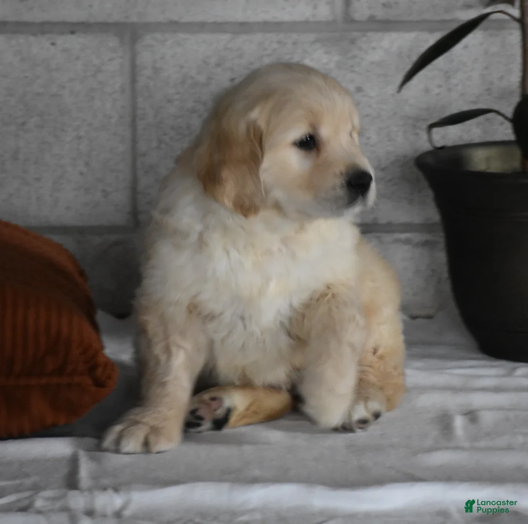 Golden Retriever dogs for sale: Harley  Genetic/OFA - Ad 17
