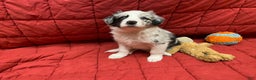 Border Collie dogs for sale: Ampo - Ad 1