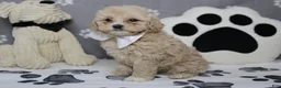 Havapoo dogs for sale: charlie  - Ad 4