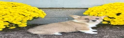 Welsh Corgi Pembroke dogs for sale: Sally - Ad 6