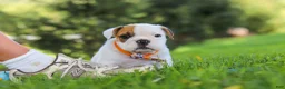 Beabull dogs for sale: Banjo - Ad 3