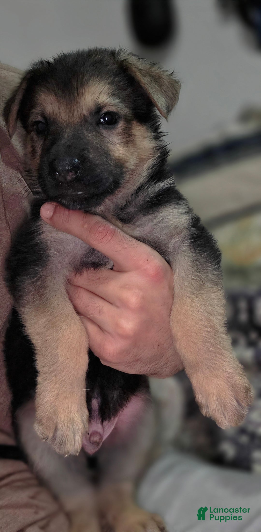 German Shepherd dogs for sale: Roy (3) - Ad 2