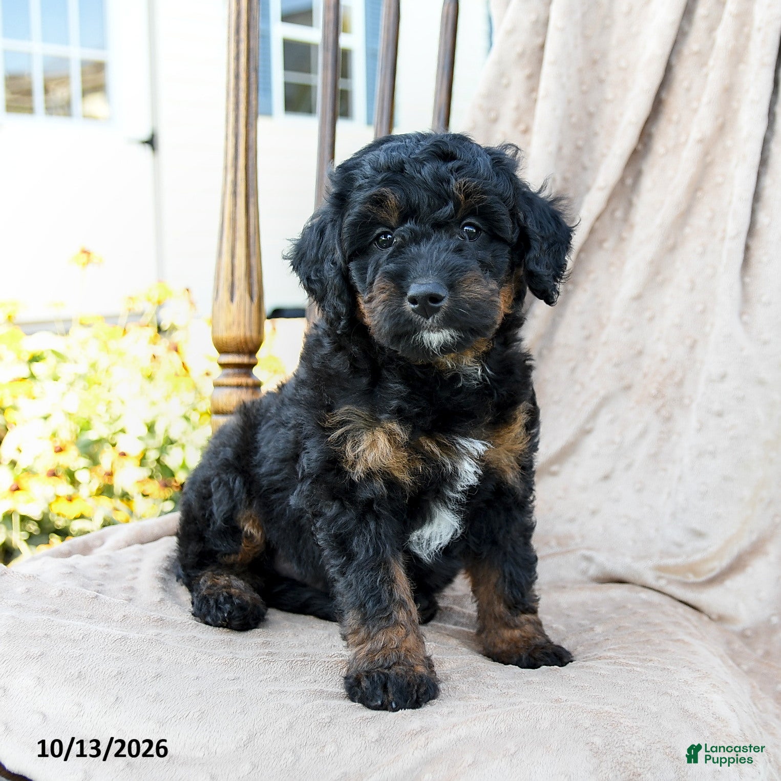 Mini Bernedoodle dogs for sale: Badger - Ad 1
