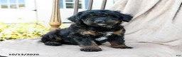 Mini Bernedoodle dogs for sale: Badger - Ad 3