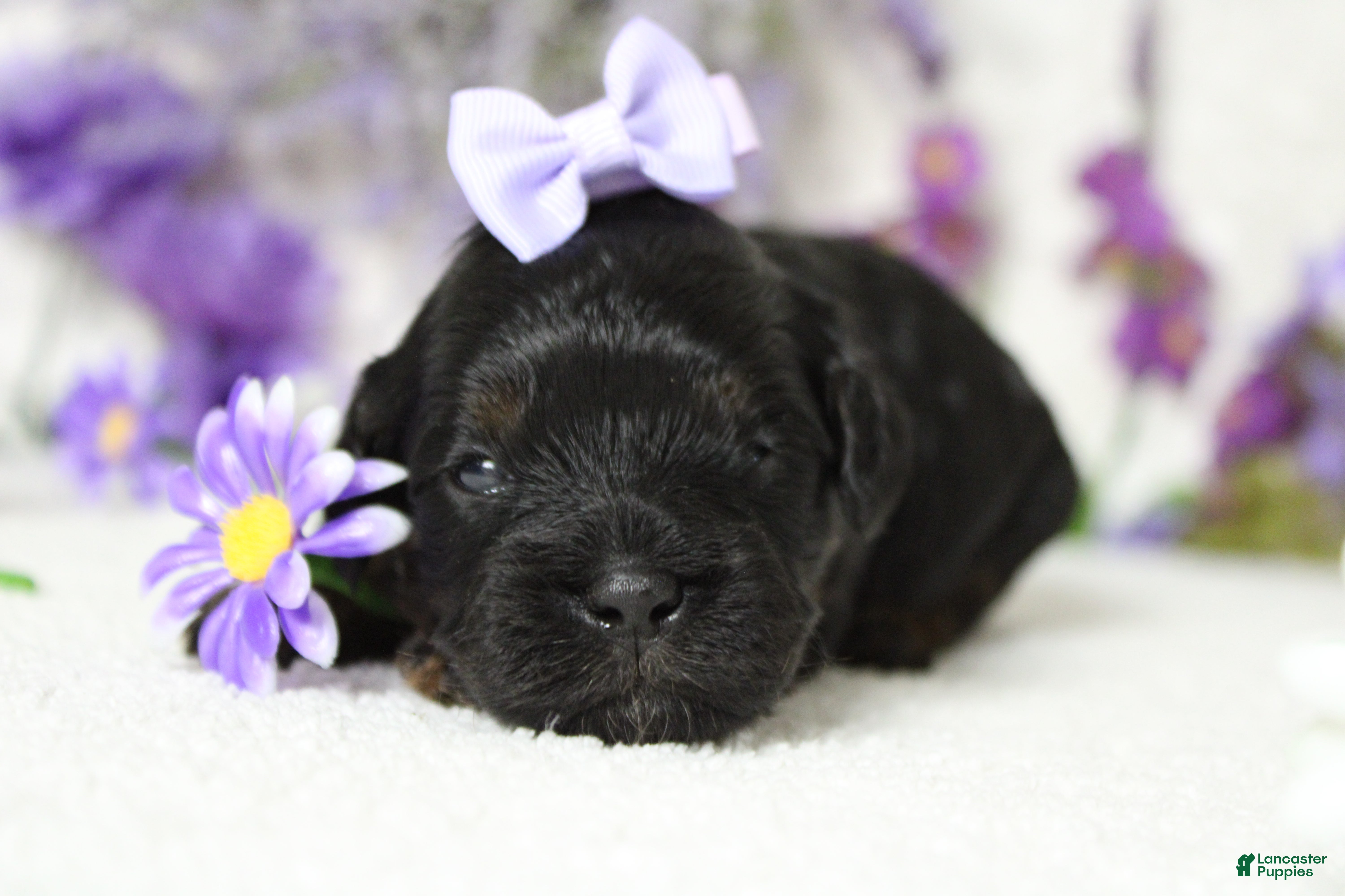 Toy Poodle dogs Hazel  - Ad 9