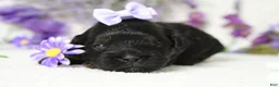 Toy Poodle dogs for sale: Hazel  - Ad 1