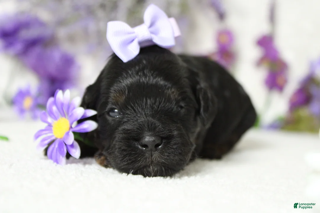 Toy Poodle dogs for sale: Hazel  - Ad 1