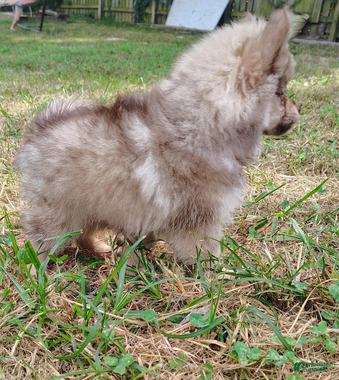 Pomeranian dogs for sale: Pomeranian 1 - Ad 2