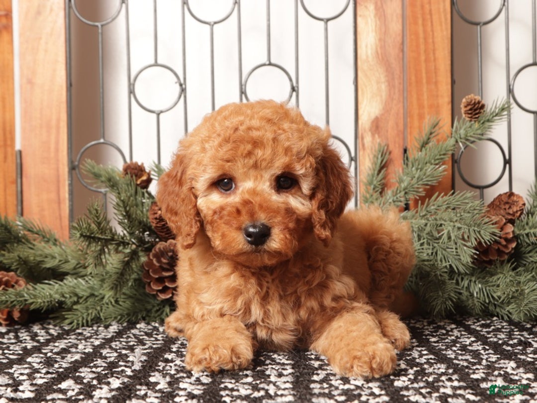 Mixed Breed dogs for sale: Amber - Ad 2