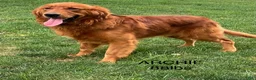 Golden Retriever dogs for sale: Gavin - Ad 5