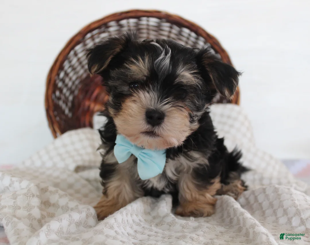 Morkie dogs for sale: Milo - Ad 2