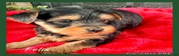 Yorkshire Terrier dogs for sale: Felix - Ad 1