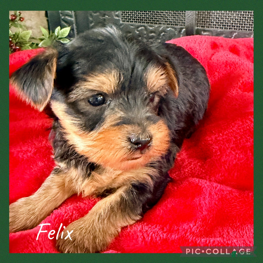 Yorkshire Terrier dogs for sale: Felix - Ad 1