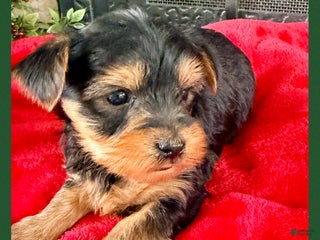 Yorkshire Terrier dogs Felix - Ad 11