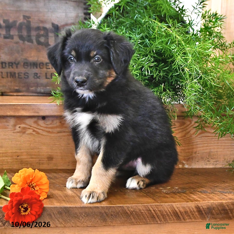 Australian Shepherd dogs for sale: Rocket - Ad 1
