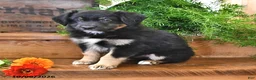 Australian Shepherd dogs for sale: Rocket - Ad 3