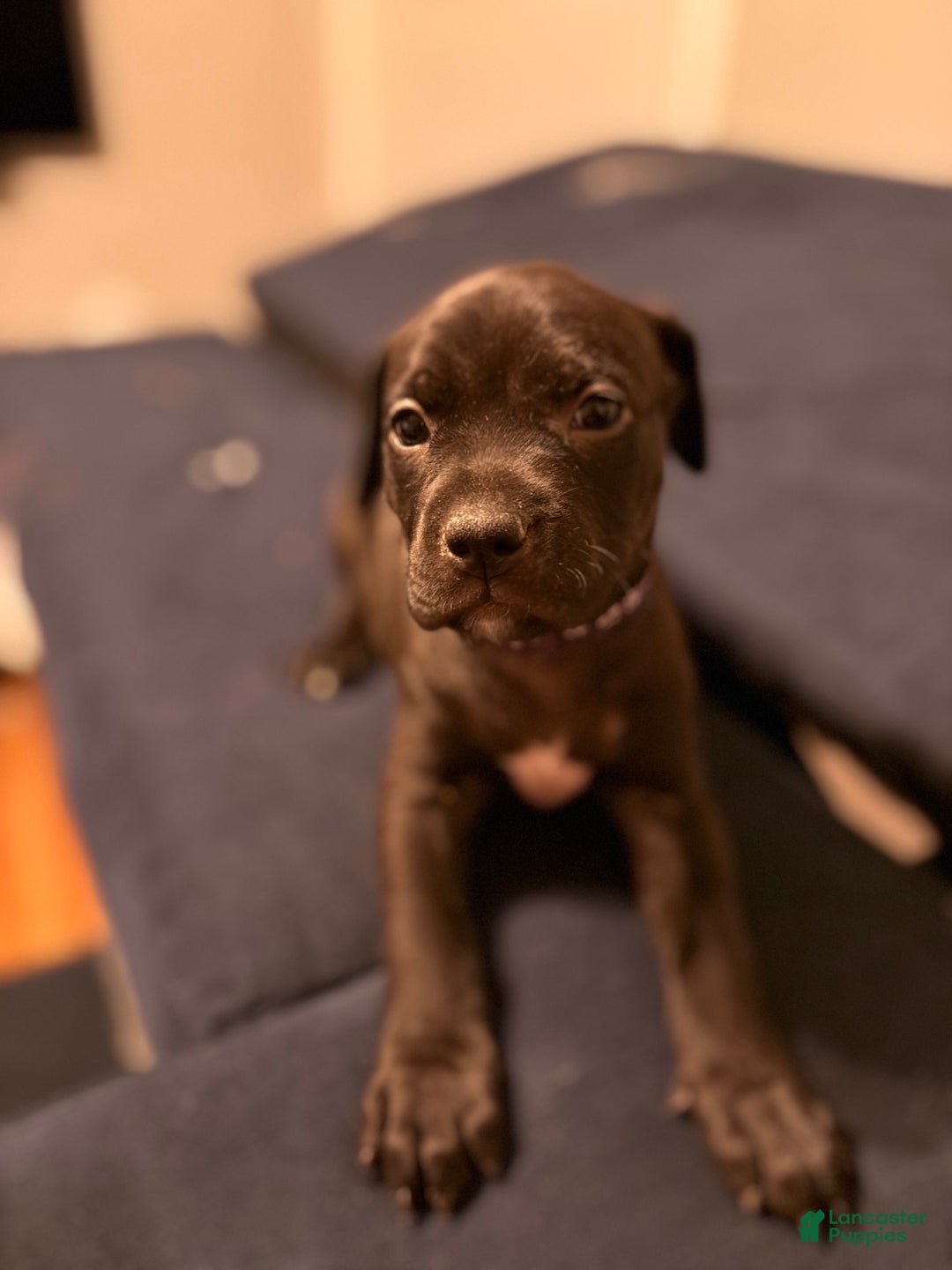 Mixed Breed dogs for sale: Pup Orange - Ad 7