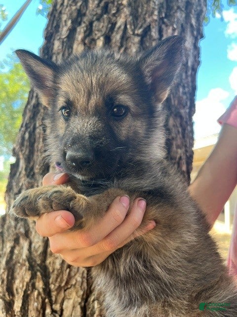 German Shepherd dogs Tan Sable - Ad 23