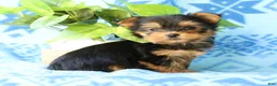 Yorkshire Terrier dogs for sale: Darla - Ad 7