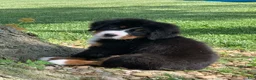 Bernese Mountain Dog dogs for sale: Snoopy - Ad 15
