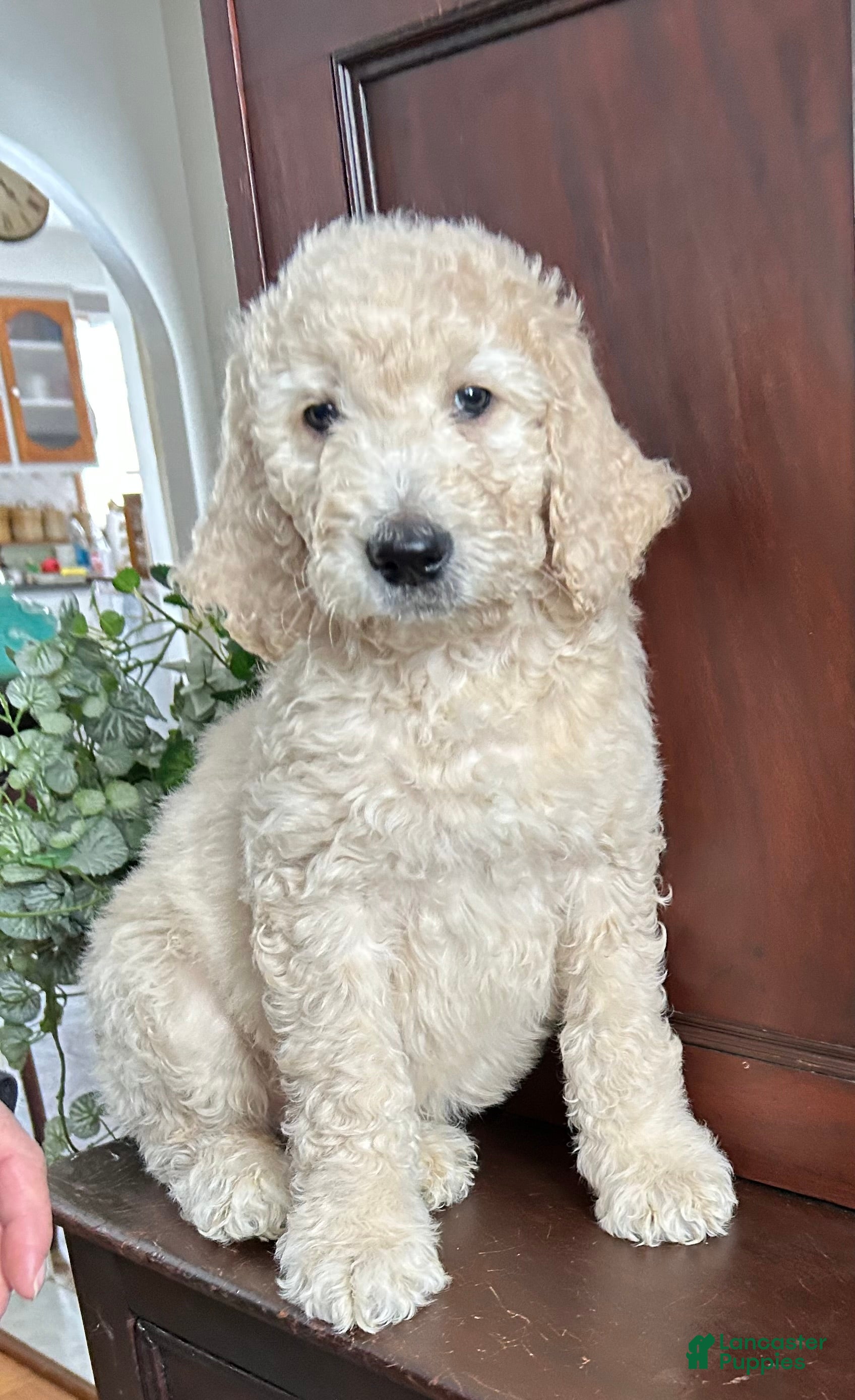 Goldendoodle dogs Sophie  - Ad 30
