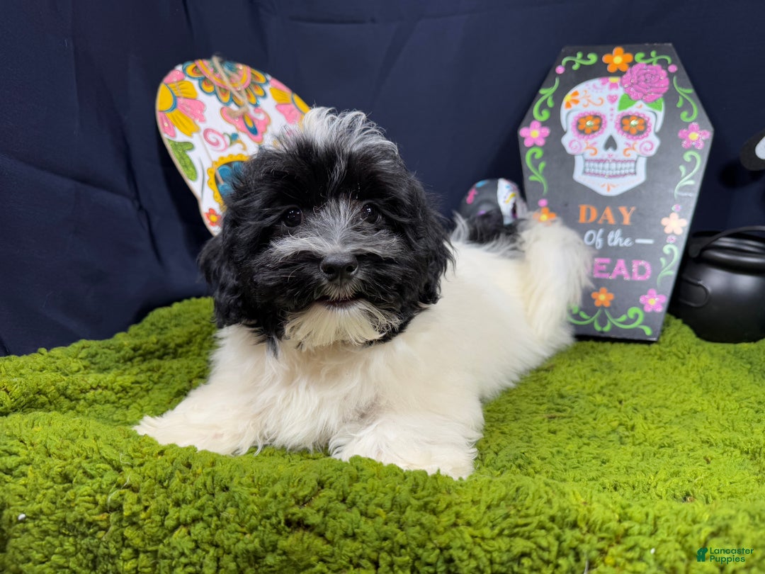 Havanese dogs for sale: Havanese Puppy 1 - Ad 4